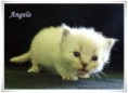 /album/angelo/angelo-3-hetes-01-jpg/